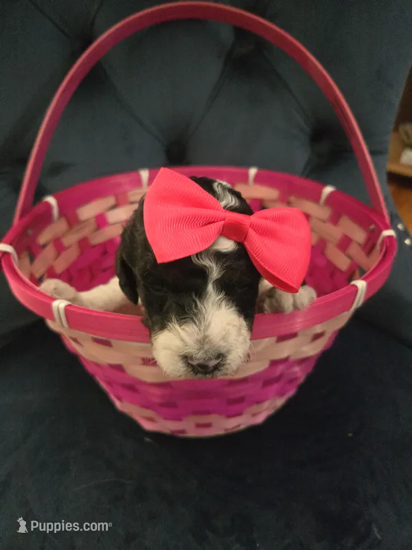 Fuschia – Goldendoodle puppy for sale in North Augusta, SC