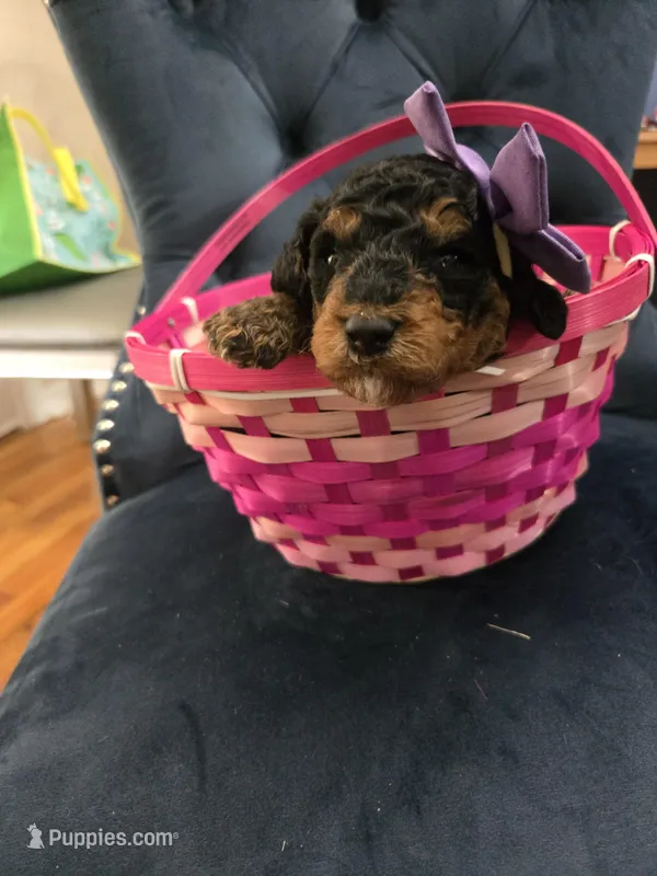 Purple – Goldendoodle puppy for sale in North Augusta, SC