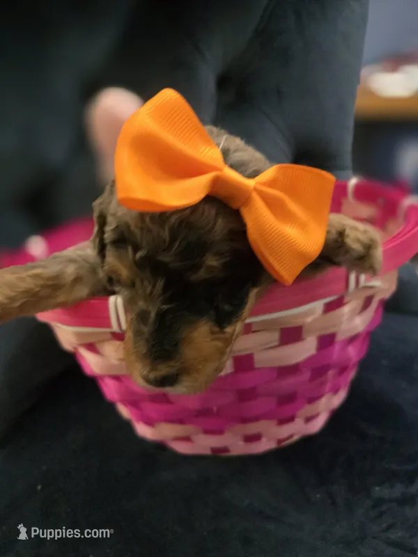 Orange – Goldendoodle puppy for sale in North Augusta, SC