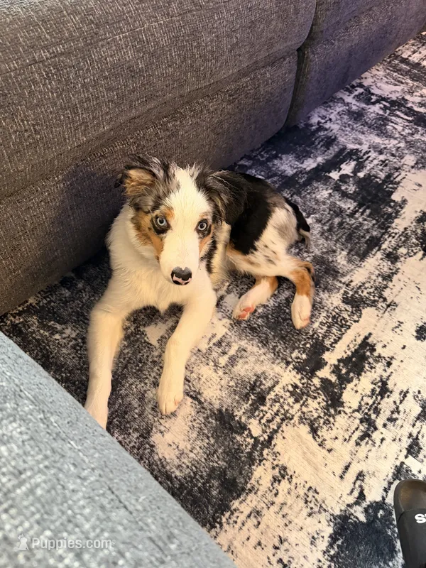 Oreo – Australian Shepherd puppy for sale in Kendall, FL