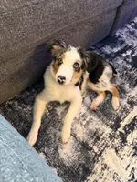 Oreo, a male Australian Shepherd for sale in Kendall, FL – 2 of 2