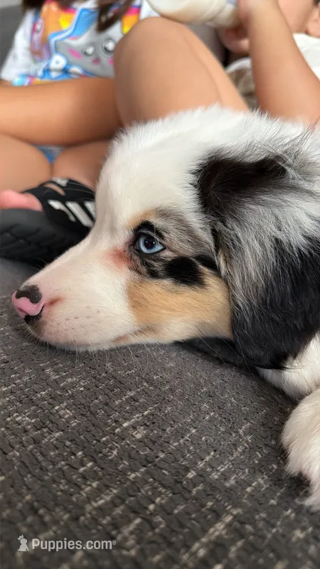 Oreo – Australian Shepherd puppy for sale in Kendall, FL