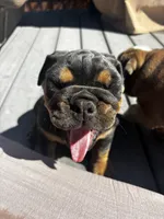 Margo , a female English Bulldog for sale in San Diego, CA – 3 of 3
