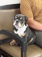 Larold, a male English Bulldog for sale in San Diego, CA – 3 of 4