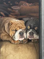 Spot , a male English Bulldog for sale in San Diego, CA – 2 of 7