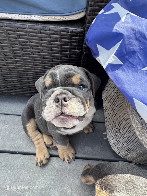Larold – English Bulldog puppy for sale in San Diego, CA