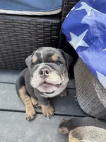 Larold, a male English Bulldog for sale in San Diego, CA – 1 of 3