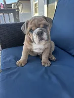 Spot , a male English Bulldog for sale in San Diego, CA – 3 of 4