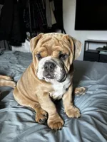 Spot , a male English Bulldog for sale in San Diego, CA – 3 of 7