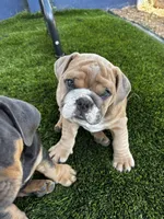 Spot , a male English Bulldog for sale in San Diego, CA – 2 of 4
