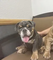 Larold, a male English Bulldog for sale in San Diego, CA – 2 of 4