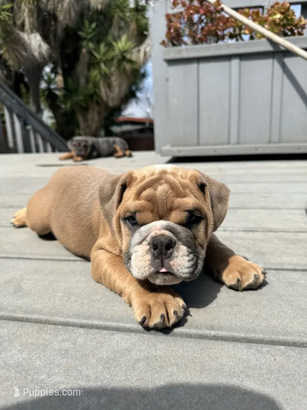 Spot  – English Bulldog puppy for sale in San Diego, CA