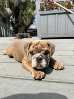 Spot , a male English Bulldog for sale in San Diego, CA – 1 of 2