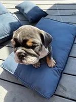 Larold, a male English Bulldog for sale in San Diego, CA – 3 of 3