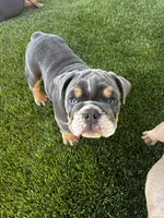 Larold, a male English Bulldog for sale in San Diego, CA – 1 of 4