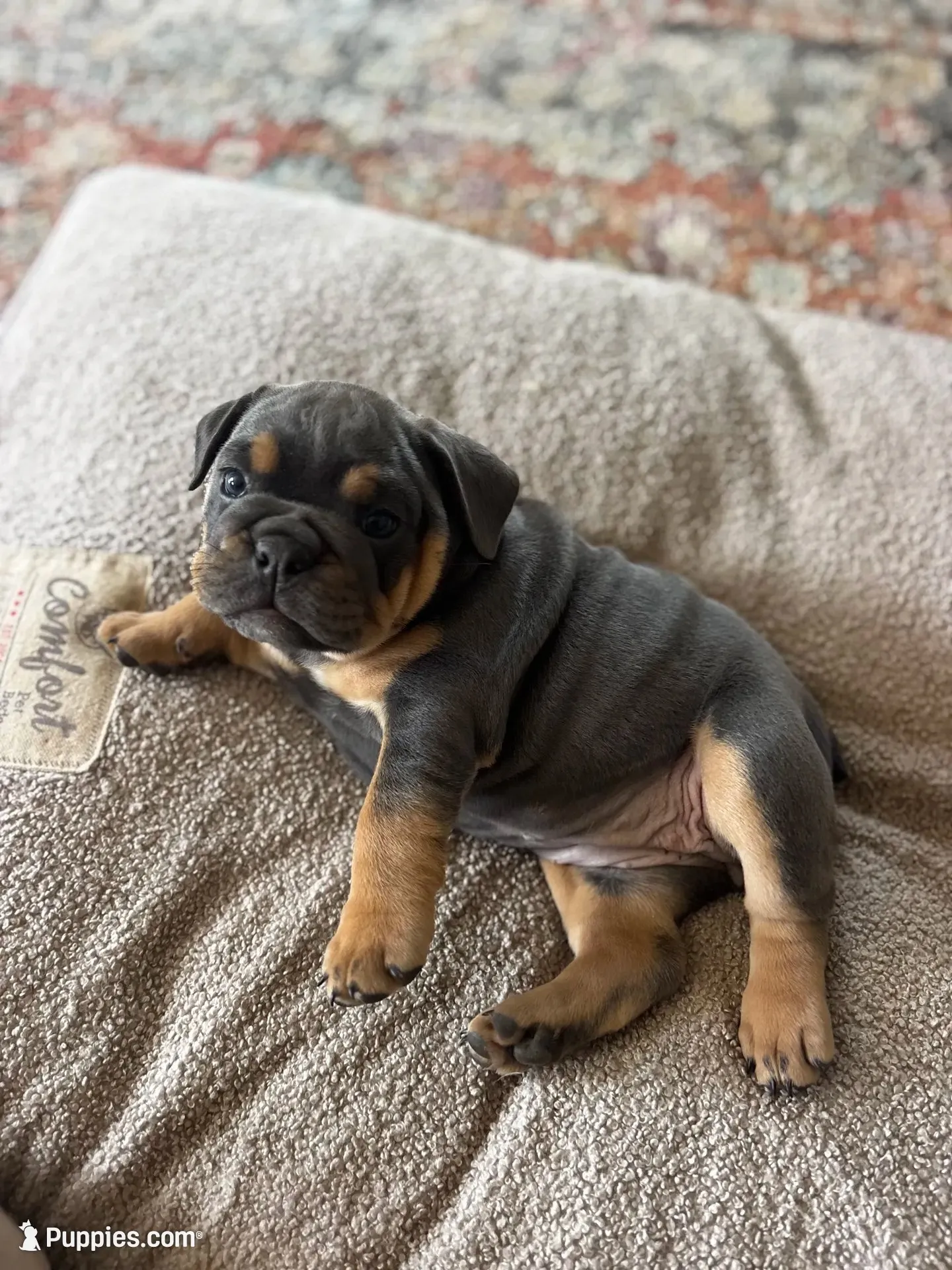 Margo , a female English Bulldog for sale in San Diego, CA – 2 of 3