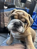 Spot , a male English Bulldog for sale in San Diego, CA – 6 of 7