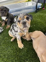 Dottie, a female English Bulldog for sale in San Diego, CA – 3 of 4