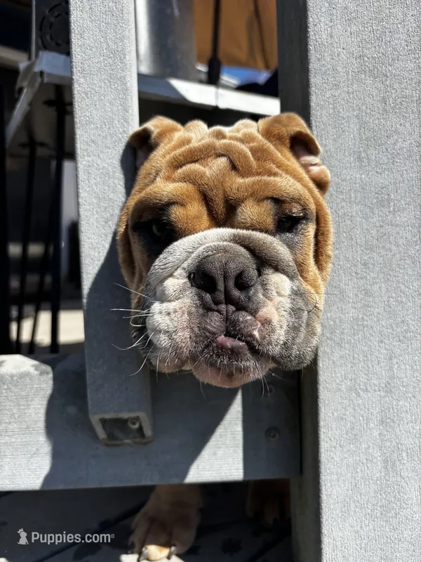 Spot  – English Bulldog puppy for sale in San Diego, CA