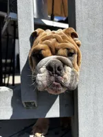 Spot , a male English Bulldog for sale in San Diego, CA – 1 of 7