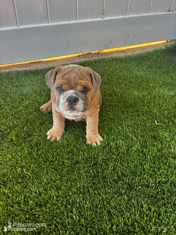 Spot , a male English Bulldog for sale in San Diego, CA – 1 of 4
