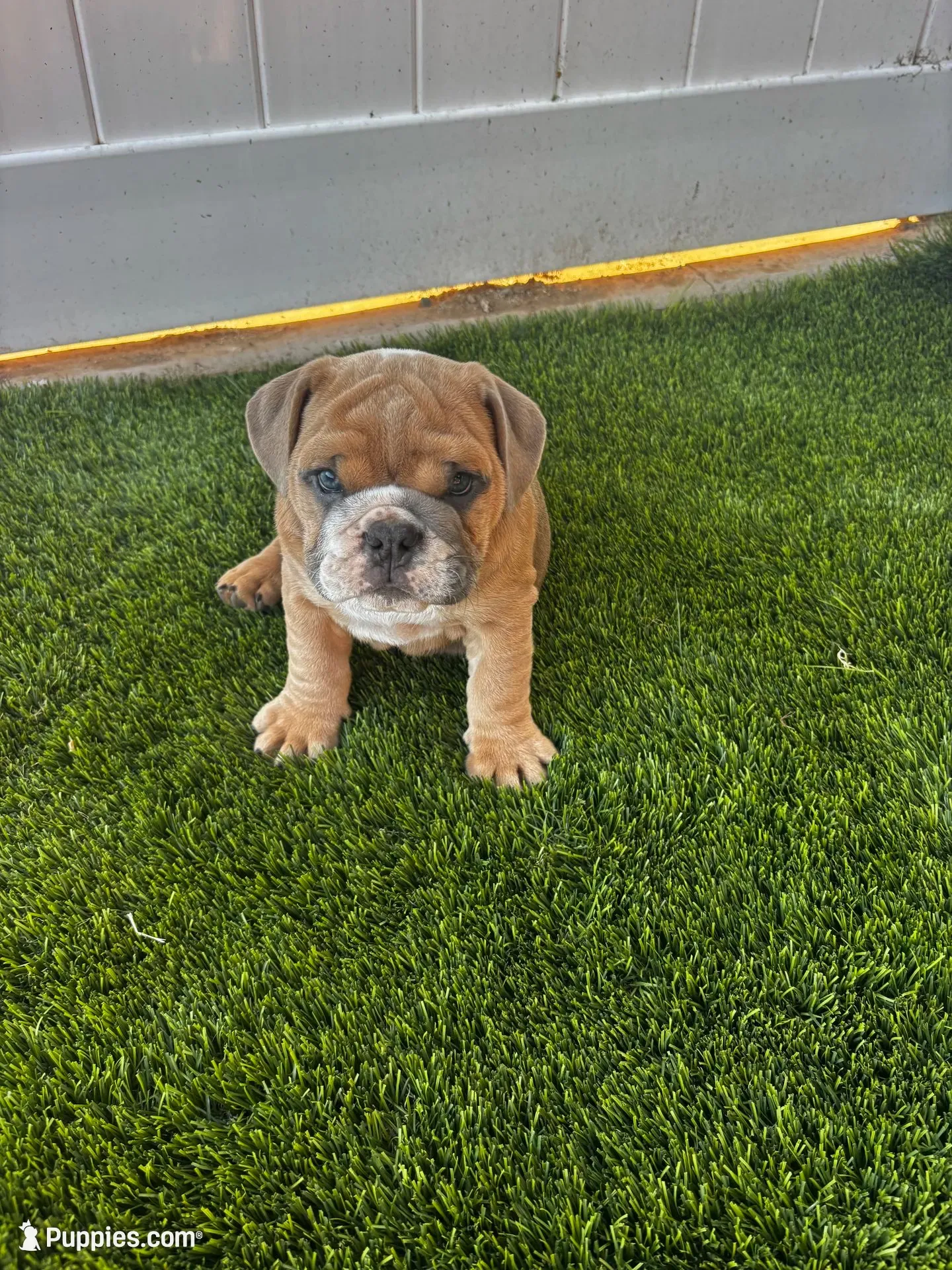 Spot , a male English Bulldog for sale in San Diego, CA – 1 of 4
