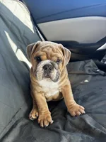 Spot , a male English Bulldog for sale in San Diego, CA – 2 of 2