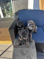 Marky, a male English Bulldog for sale in San Diego, CA – 2 of 3