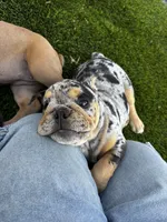 Dottie, a female English Bulldog for sale in San Diego, CA – 4 of 4