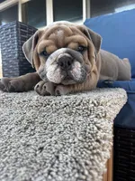 Spot , a male English Bulldog for sale in San Diego, CA – 4 of 4