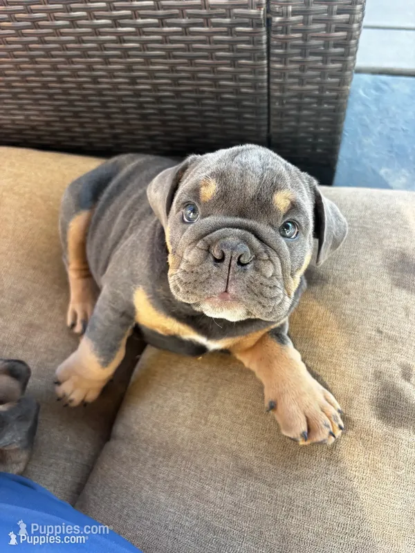 Marky – English Bulldog puppy for sale in San Diego, CA