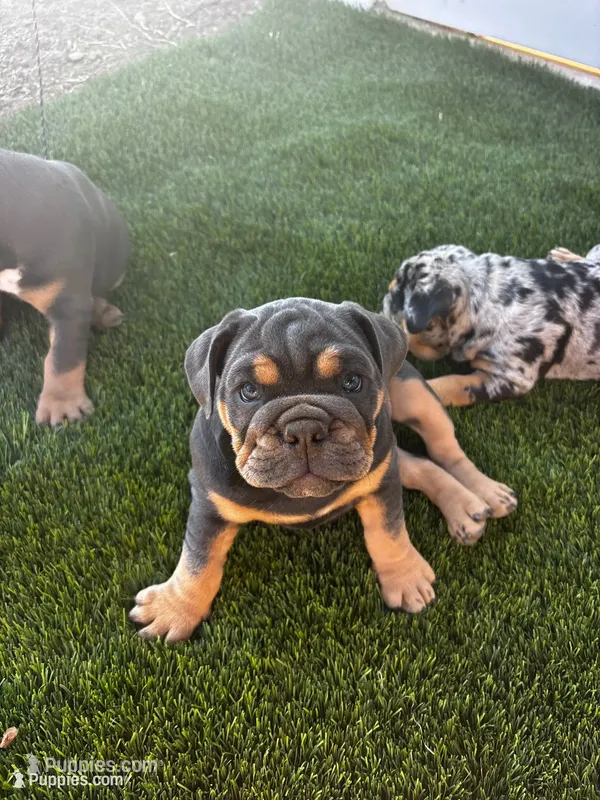 Margo  – English Bulldog puppy for sale in San Diego, CA