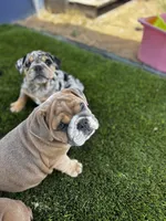 Spot , a male English Bulldog for sale in San Diego, CA – 5 of 7