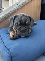 Marky, a male English Bulldog for sale in San Diego, CA – 1 of 3