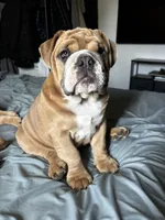 Spot , a male English Bulldog for sale in San Diego, CA – 7 of 7