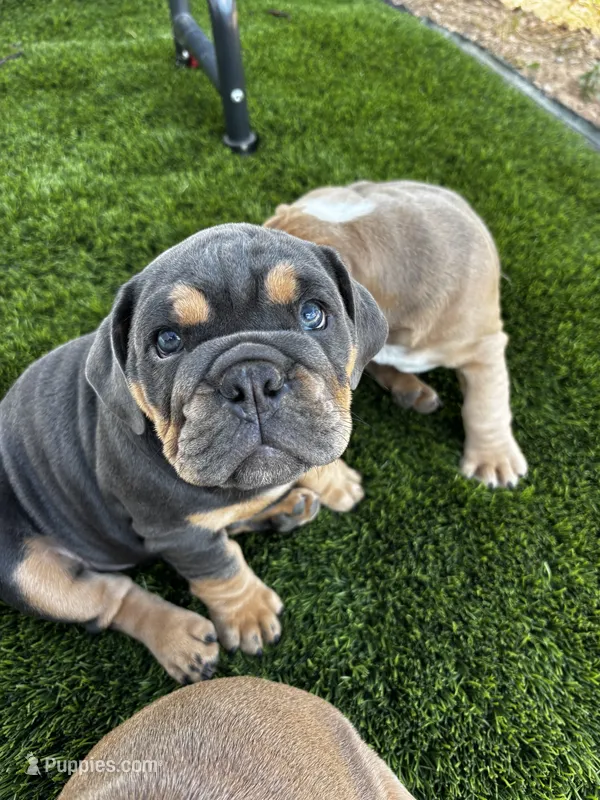 Margo – English Bulldog puppy for sale in San Diego, CA