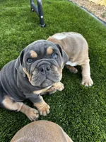 Margo, a female English Bulldog for sale in San Diego, CA – 1 of 1