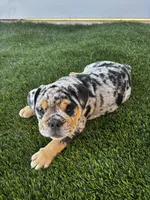 Dottie, a female English Bulldog for sale in San Diego, CA – 2 of 4