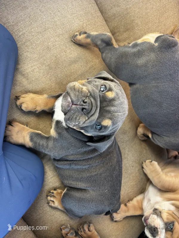 Max – English Bulldog puppy for sale in San Diego, CA