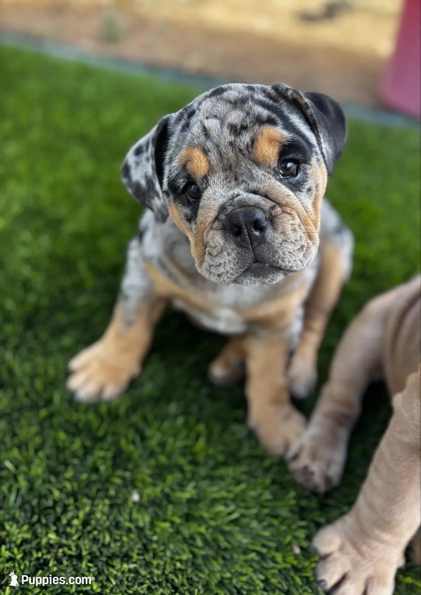 Dottie, a female English Bulldog for sale in San Diego, CA – 1 of 4