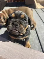 Marky, a male English Bulldog for sale in San Diego, CA – 3 of 3