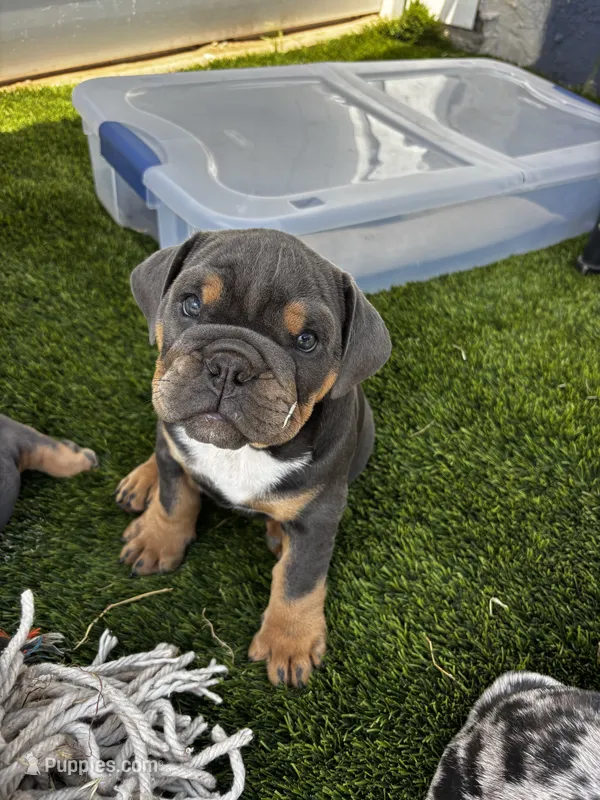 Max , a male English Bulldog for sale in San Diego, CA – 1 of 1