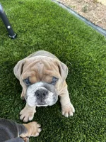 Spot , a male English Bulldog for sale in San Diego, CA – 4 of 7