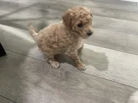 Zoom, a male Bichpoo for sale in Pocahontas, AR – Photo 3 of 3