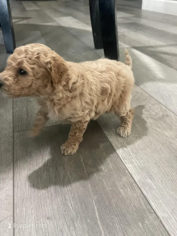 Zoom – Bichpoo puppy for sale in Pocahontas, AR