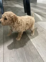Zoom, a male Bichpoo for sale in Pocahontas, AR – Photo 1 of 3