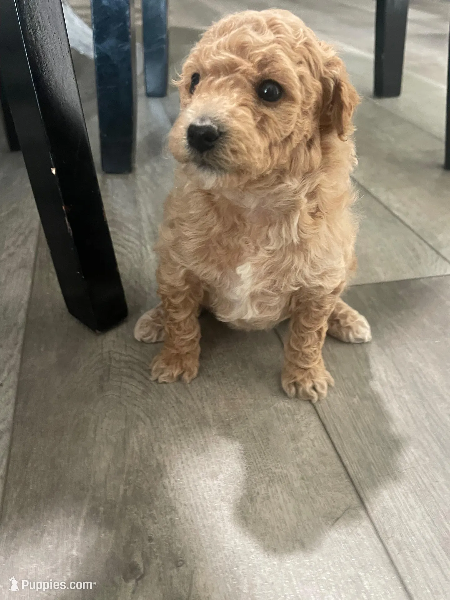 Zoom, a male Bichpoo for sale in Pocahontas, AR – Photo 2 of 3
