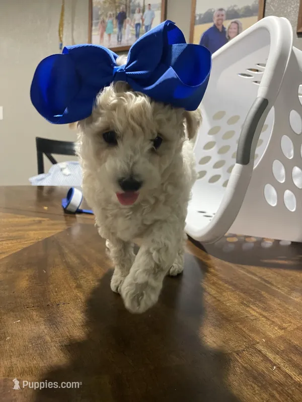 Snowflake  – Bichpoo puppy for sale in Pocahontas, AR