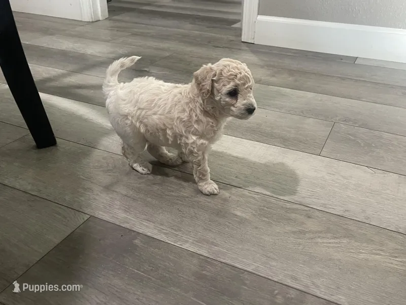 Snowflake  – Bichpoo puppy for sale in Pocahontas, AR