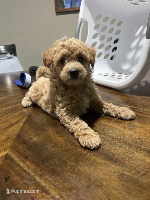 Sweet girl – Bichpoo puppy for sale in Pocahontas, AR